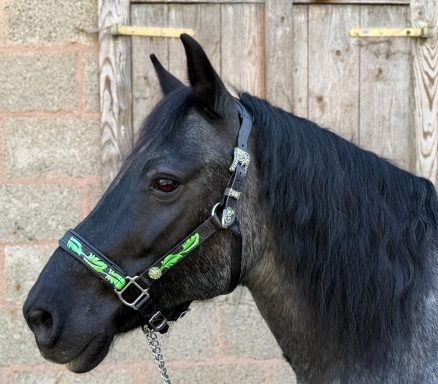 Showmanship Halfter