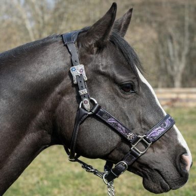 Showmanship Halfter